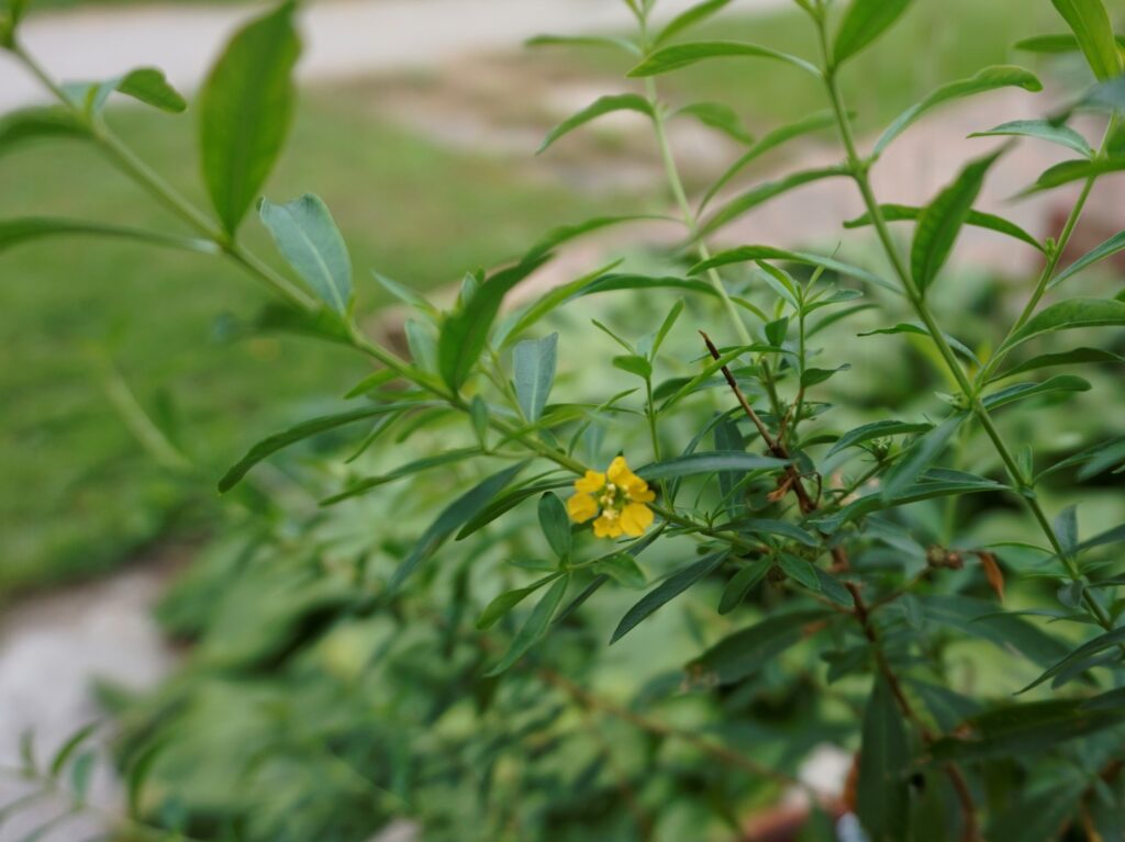 Heimia myrtifolia Plant