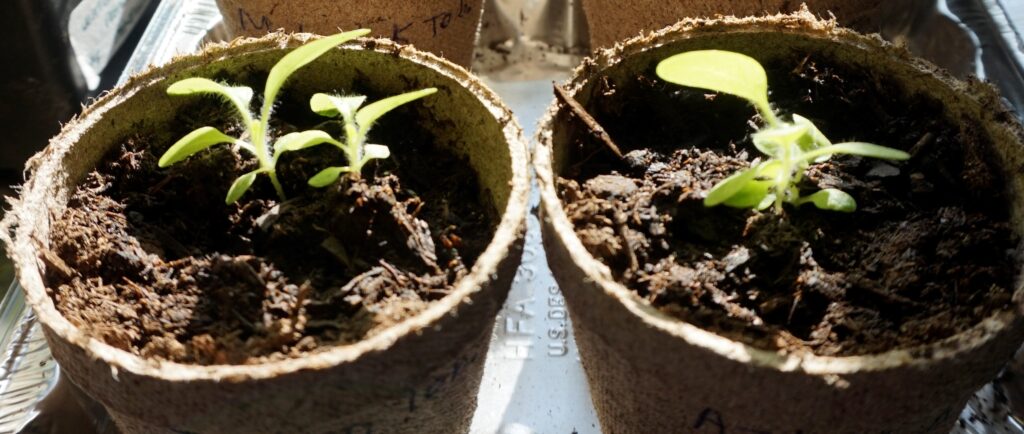 Nicotiana rustica Plant