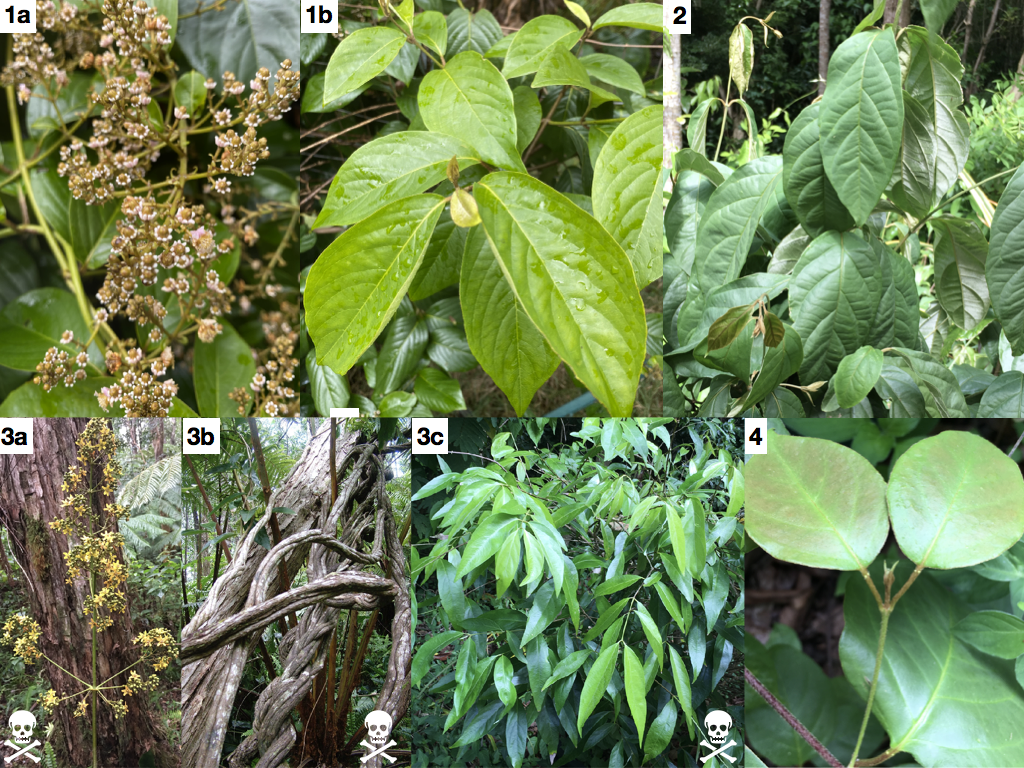 Other vines to know part 1 (Photos: N. Logan), 1a&b - purgahuasca  = Alicia anisopetala flowers and leaves, 2 - mii = Banisteriopsis muricata leaves, 3a,b,&c - Neidenzuella stannea - easily confused with desirable admixtures - flowers, trunk, leaves, 4 - huilca bejuco = Diplopterys lutea leaves
